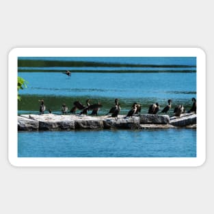 Double-crested Cormorant Flock Sticker